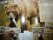 Халява: kodiak, Для туристов