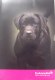 ������: eukanuba, ����� ��� ������ -- ������ �� ������ -- ����������