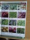 Халява: organiccatalogue, Каталог для садоводов