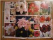 Халява: Bestgarden, Подписка на бесплатный каталог Мир увлечений Садов