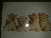 ������: thepostcardstore, 5 ���������� � ����� ����������� �������� �� �����
