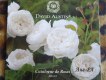 ������: davidaustinroses, �������� ������� ��� ������������ ��������� (��� �