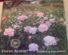 ������: davidaustinroses, �������� ������� ��� ������������ ��������� (��� �